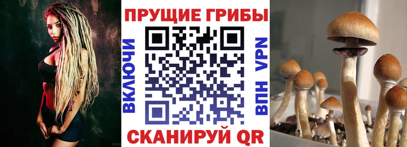 Псилоцибиновые грибы прущие грибы  Химки 